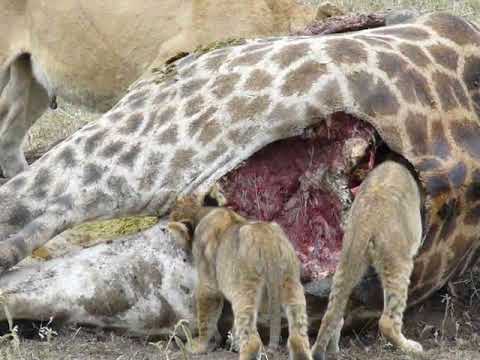 Cute Lion cub stands on Giraffe carcass and crawl inside it while feeding