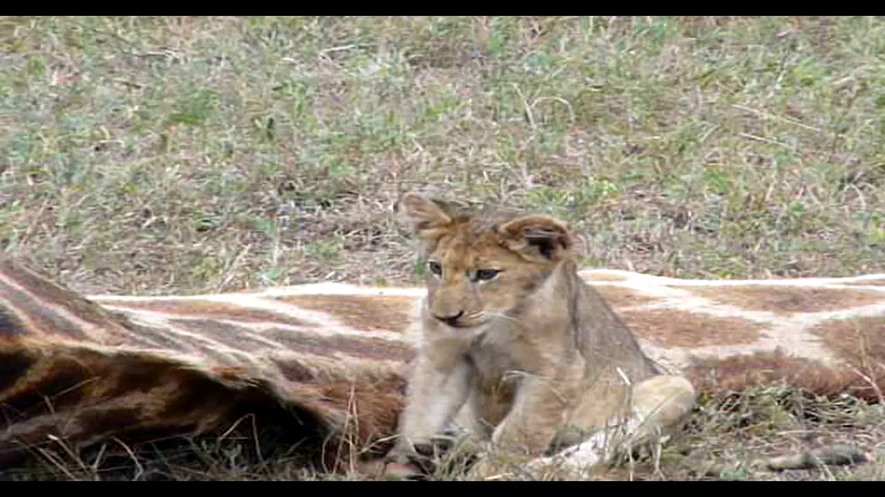 Cute Lion cub chews on Giraffe mane