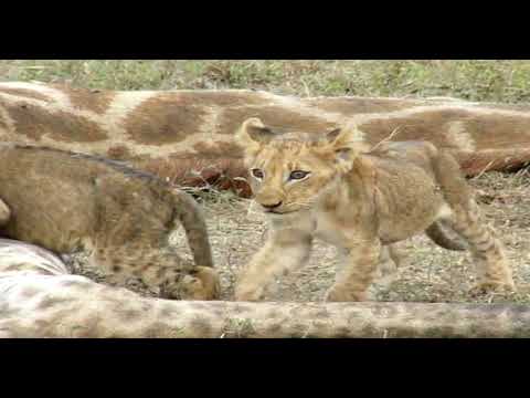 Lions and cute cubs join in on a Giraffe feast
