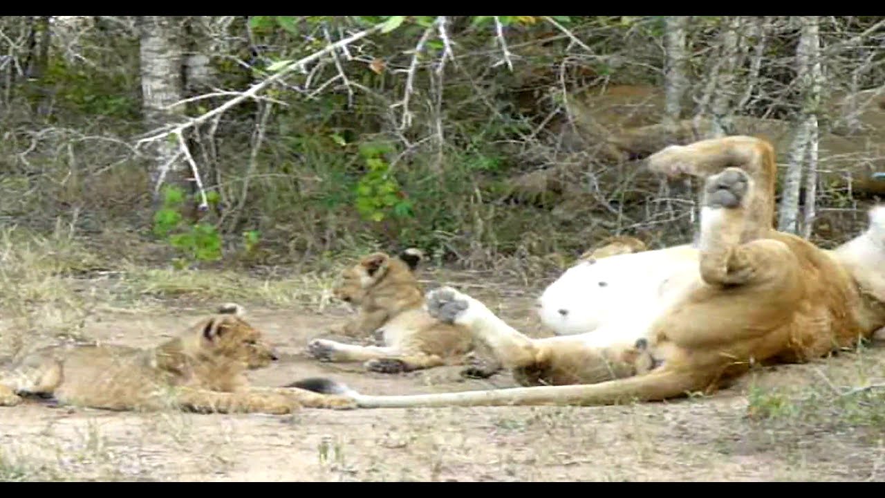 Lions with tiny cubs resting after eating Giraffe