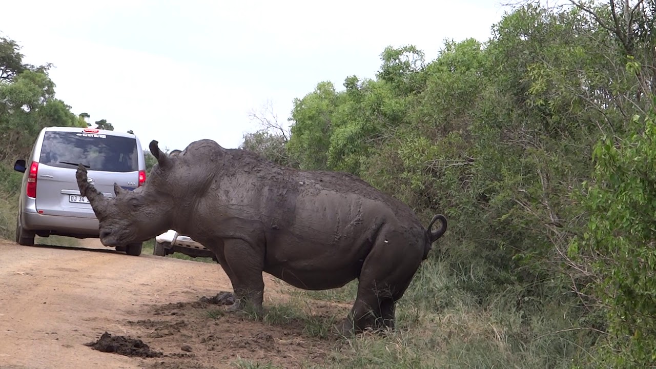 Rhino marking his territory
