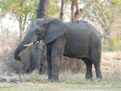 Elephant pulled water pipe out of ground to get fresh water