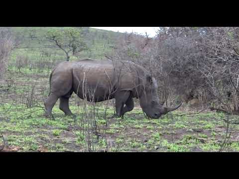 Rhino walks past resting Lions without noticing them during our Safari with Tim Brown Tours
