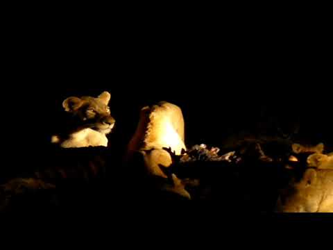 Lions roaring and cubs calling while feeding on giraffe kill