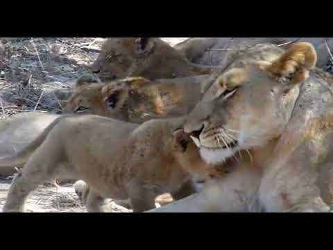 Cute tiny Lion cub walks towards us while its mother looks on