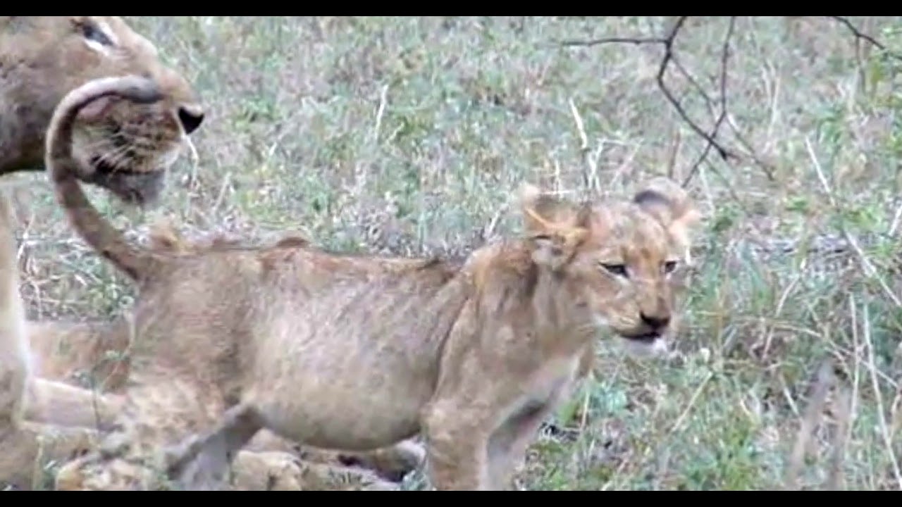 Cute Lion cubs suckling and Grooming at Giraffe kill