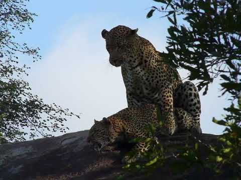 Leopards mating with Tim Brown Tours