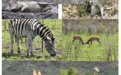 True Collection SA Launch – Safari Hluhluwe