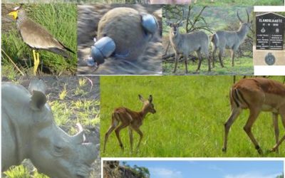 Sight Inspection of Esiweni Lodge Nambiti Conservancy