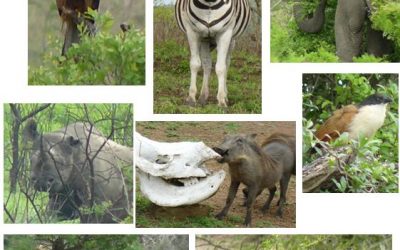 Unilever Global Mobility Tour Hluhluwe Umfolozi 6&7 November 2010