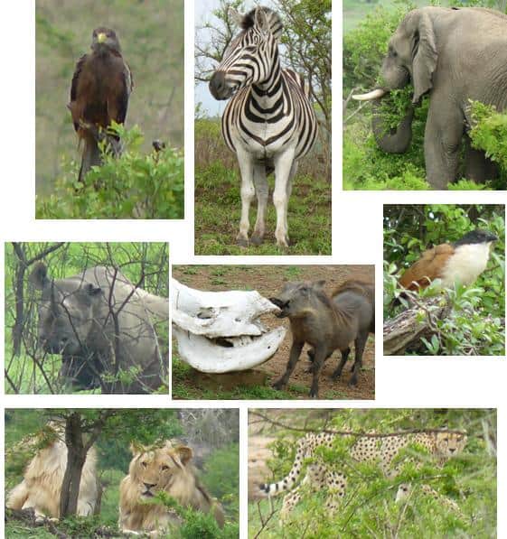 Tour-hluhluwe-6.11.10