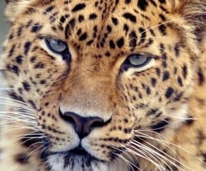Amur Leopards