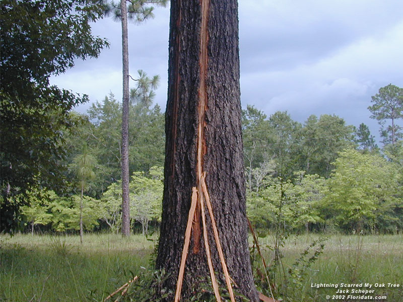 Oak Trees get struck by lightning more than other Trees - Why? - Tim Brown  Tours