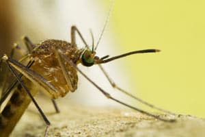 Mosquito Related Facts