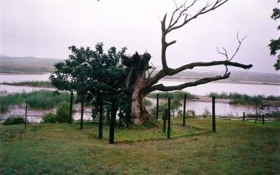 Umdlebe Tree aka Ultimatum Tree “Tugela”, Dead mans tree