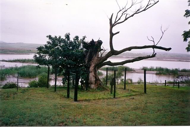 umdlebe tree