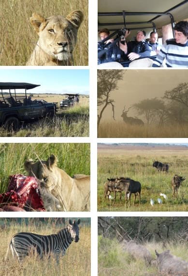 Lions-Valley-True-Collection