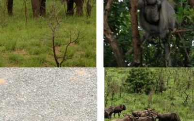 Hluhluwe Day Tour 30.11.11 Canadian Wildlife Federation