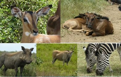 Tala Day Tour 7/2/12 – Seabourn Quest Crew Members
