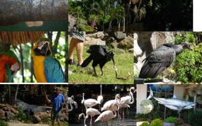 Umgeni River Bird Park and Natal Sharks Board Tour 20/3/12