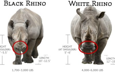 White and Black Rhino Distinction (differences)