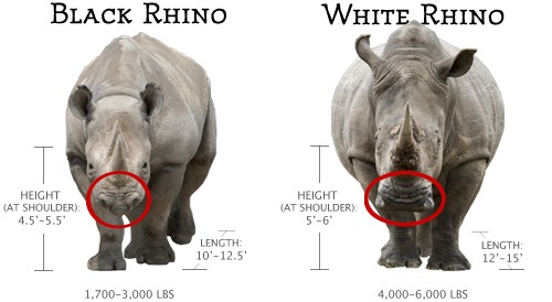 White and Black Rhino Distinction (differences) - Tim Brown Tours