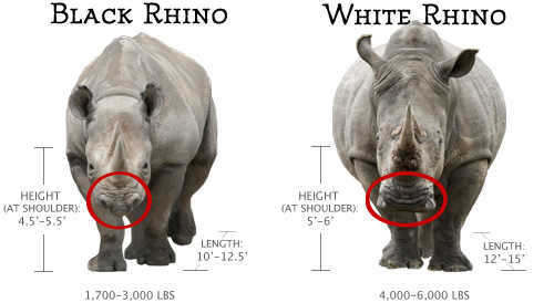 weight of black rhino