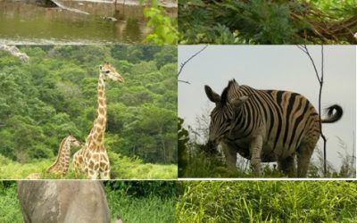 Hluhluwe umfolozi Day Safari Tour 15/11/12