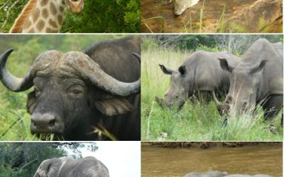 Hluhluwe Umfolozi game reserve and St Lucia wetlands Safari Tour 22-23 November 2012