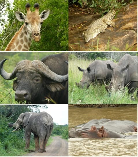Hluhluwe-Umfolozi-Game-Reserve-and-St-Lucia-Safari-Tour-22.-23-November-2012