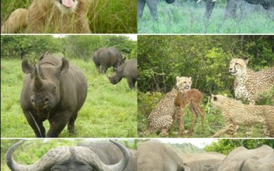 Phinda Private game reserve 20-21 November 2012 Private Safari Tour