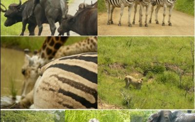 Hluhluwe Umfolozi 3 day Safari Tour and St Lucia 28 – 30 December 2012