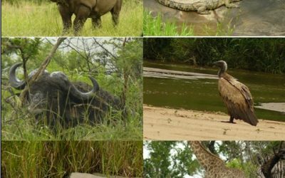 Hluhluwe Umfolozi Game reserve Day Safari Tour 27/11/12