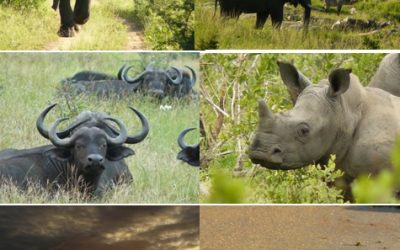 Kruger Park Safari Tour – Mjejane River Lodge 17-21 December 2012