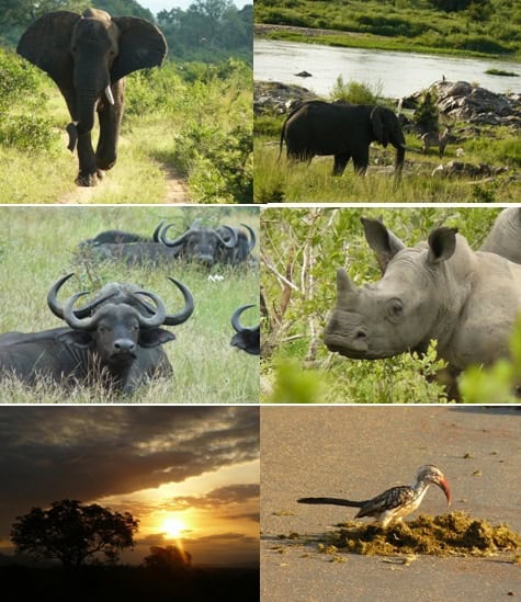 Mjejane-river-lodge-kruger-park-safari-Tour-December-2012