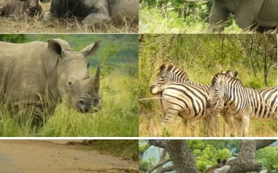 Hluhluwe Umfolozi Day Safari Tour 10/1/13