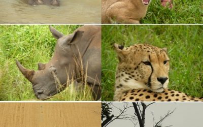 3 Day Safari Tour Hluhluwe, Cat rehab and St Lucia 26-28 Jan 2013