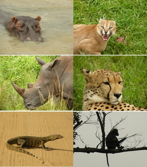 3 Day Safari Tour Hluhluwe, Cat rehab and St Lucia 26-28 Jan 2013