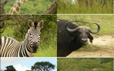 Hluhluwe Umfolozi Day Safari Tour 13/1/13