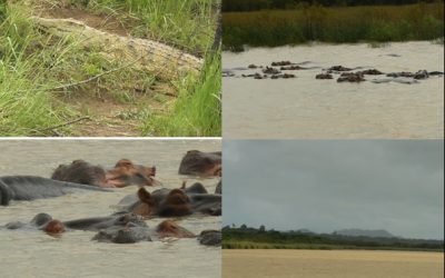 ST Lucia Safari Tour 1/1/13