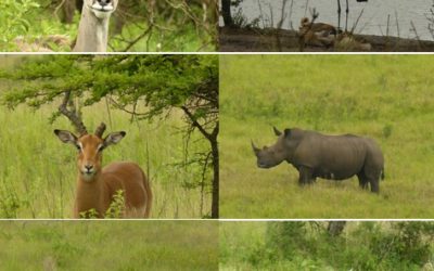 Tala Private game reserve and Phezulu Zulu Cultural Tour 9/1/13