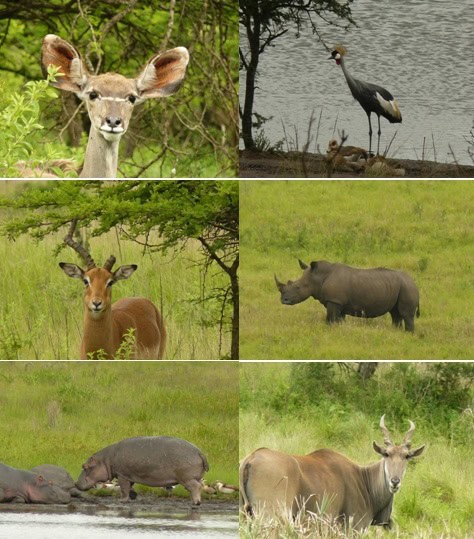 Tala-phezulu-safari-Tour-8.11.12