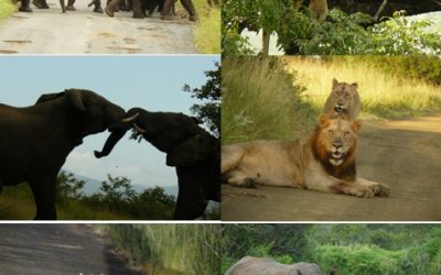 2 Day Hluhluwe Umfolozi Game reserve and St Lucia Safari Tour 17-18 Feb 2013
