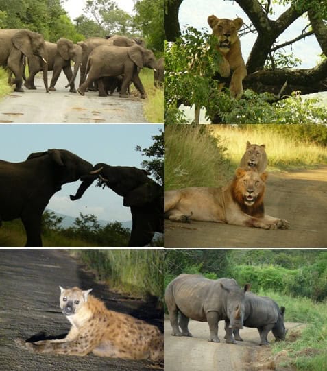 17-to-18-Feb-2013-Hluhluwe-Tour