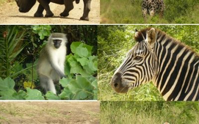 Hluhluwe Umfolozi Game reserve Day Safari Tour 15/2/13