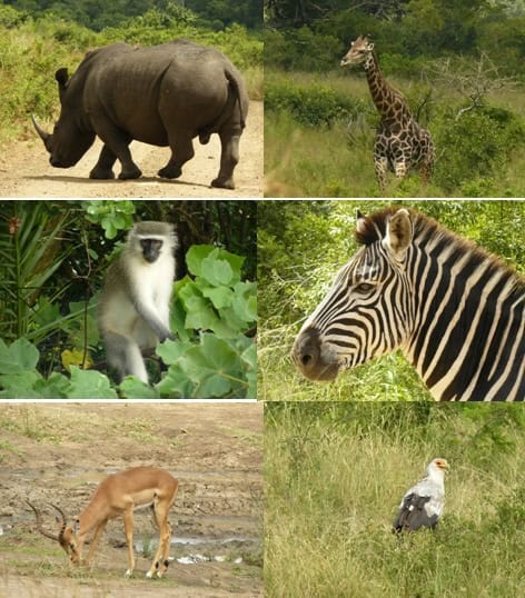 Hluhluwe-Day-Safari-tour-15.2.13