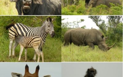 Hluhluwe Umfolozi Game reserve Day Safari tour 5 Feb 2013