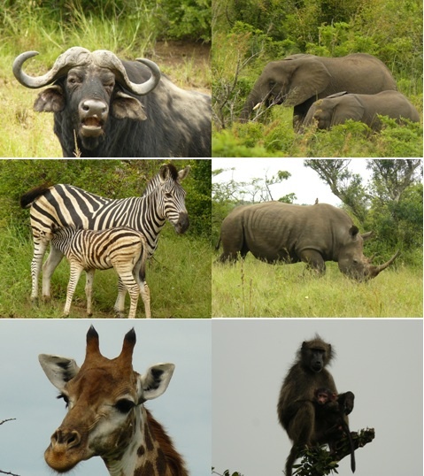 Hluhluwe Umfolozi Game reserve Day Safari tour 5 Feb 2013