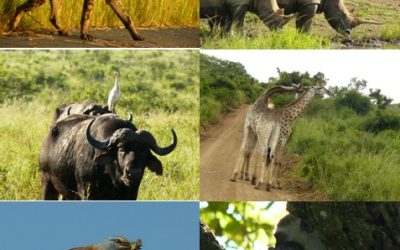 Hluhluwe Umfolozi, Cat rehab and St Lucia Safari Tour 2-4 Feb 2013