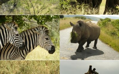 Hluhluwe Umfolozi Game Reserve Day Safari Tour 22 February 2013